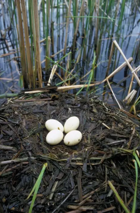 Framed Print : GtCrested Grebe (Podiceps cristatus) Nest and four eggs