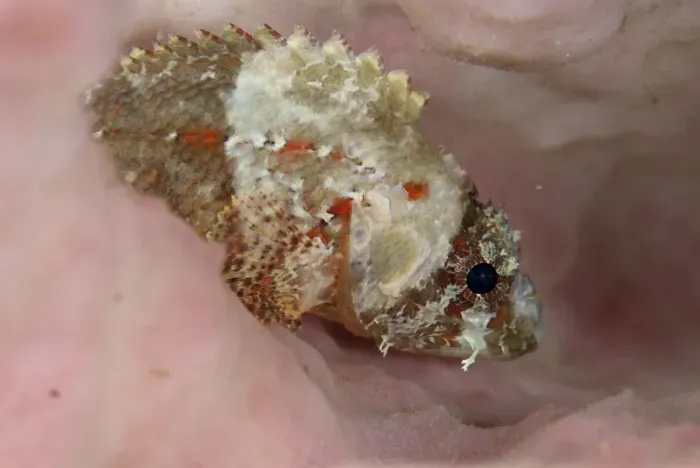 Framed Print : Guam Scorpionfish (Scorpaenodes guamensis) adult, resting on sponge at night, Lembeh Straits, Sulawesi, Sunda Islands Framed Print : Guam Scorpionfish (Scorpaenodes guamensis) adult, resting on sponge at night, Lembeh Straits, Sulawesi, Sunda Islands