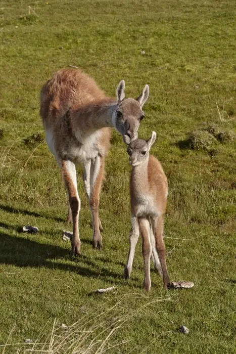 Framed Print : Guanaco (Lama guanicoe) adult female with calf, standing together, Torres del Paine N. P Framed Print : Guanaco (Lama guanicoe) adult female with calf, standing together, Torres del Paine N. P