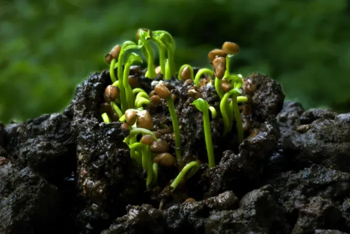 Framed Print : Guava (Psidium guajava) germination of seeds from rotting fruit pod, Trivandrum, Kerala, India