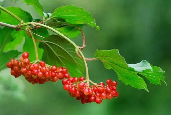 Framed Print : Guelder Rose (Viburnum opalus) close-up of leaves and berries, Shapwick Heath Nature Reserve, Somerset Levels