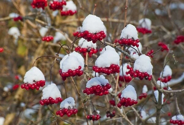 Guelder Rose (Viburnum opalus) snow covered berries, Chipping, Lancashire, England, december
