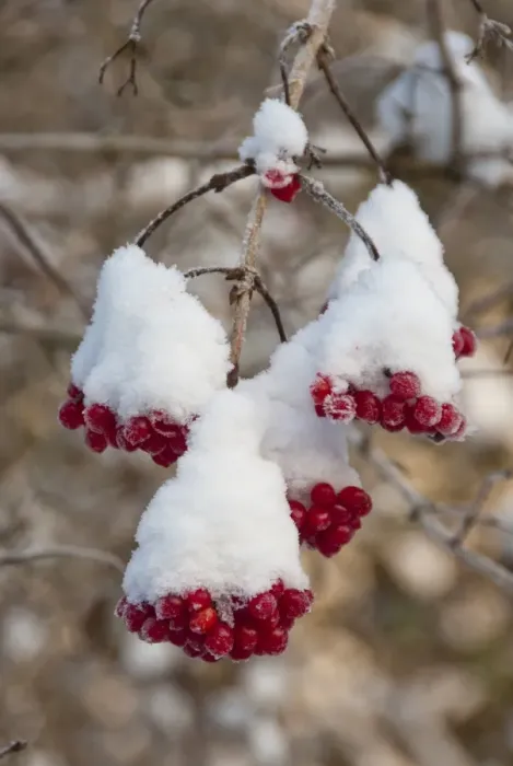 Framed Print : Guelder Rose (Viburnum opalus) snow covered berries, Chipping, Lancashire, England, december