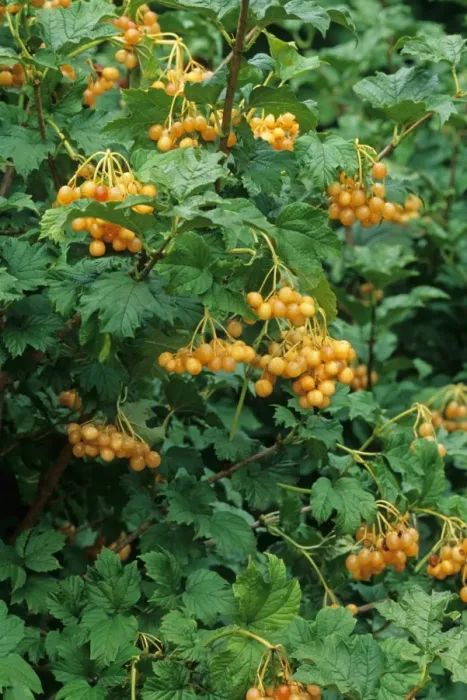 Framed Print : Guelder Rose (Viburnum opalus) Xanthocarpum, close-up of yellow berries and leaves, in garden, U. S. A. autumn Framed Print : Guelder Rose (Viburnum opalus) Xanthocarpum, close-up of yellow berries and leaves, in garden, U. S. A. autumn
