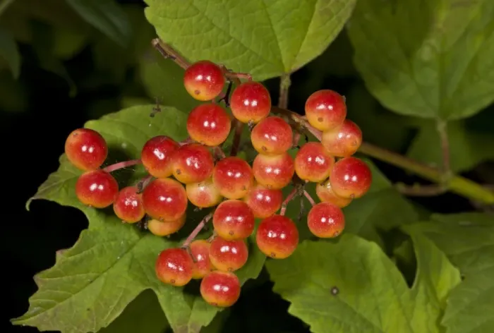 Framed Print : Guelder Rose (Viburnum opulus) close-up of ripe fruit, growing at woodland edge, Dorset, England, August Framed Print : Guelder Rose (Viburnum opulus) close-up of ripe fruit, growing at woodland edge, Dorset, England, August