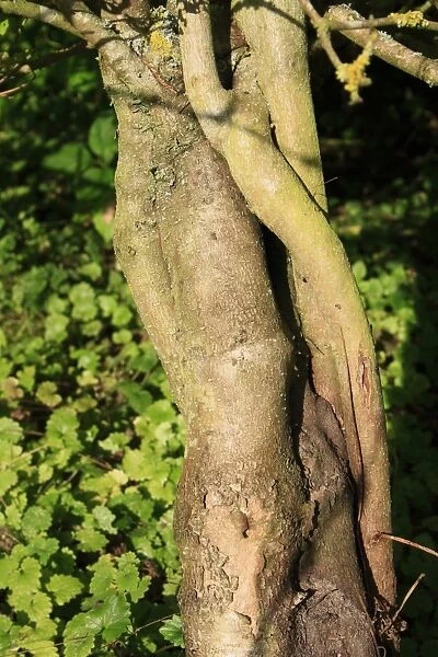 Guelder Rose (Viburnum opulus) close-up of trunk, growing in woodland, Vicarage Plantation, Mendlesham, Suffolk