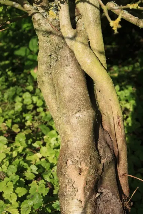 Framed Print : Guelder Rose (Viburnum opulus) close-up of trunk, growing in woodland, Vicarage Plantation, Mendlesham, Suffolk Framed Print : Guelder Rose (Viburnum opulus) close-up of trunk, growing in woodland, Vicarage Plantation, Mendlesham, Suffolk