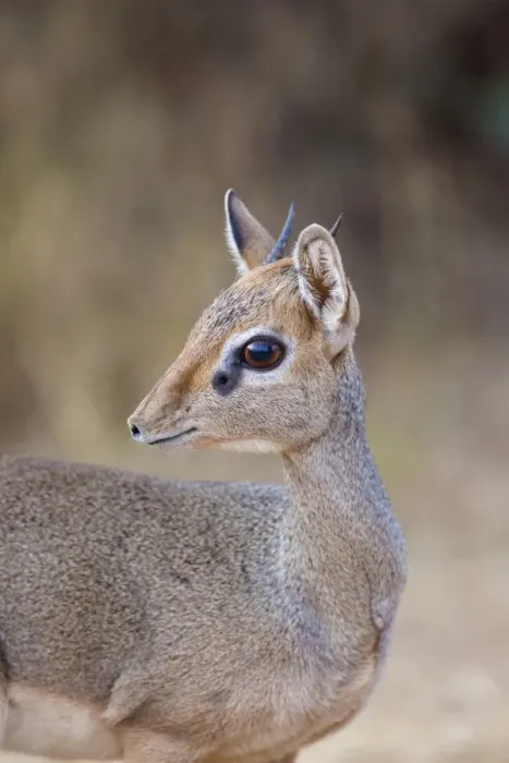 Framed Print : Guenthers Dik-dik (Madoqua guentheri) adult male, close-up of head and neck, Samburu National Reserve, Kenya, August Framed Print : Guenthers Dik-dik (Madoqua guentheri) adult male, close-up of head and neck, Samburu National Reserve, Kenya, August