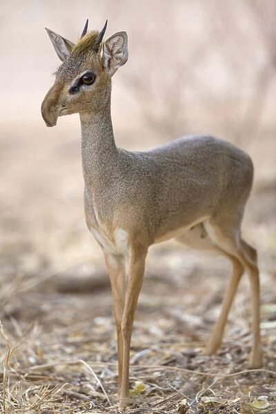 Guenthers Dik-dik (Madoqua guentheri) adult male, with elongated snout, standing in dry savannah