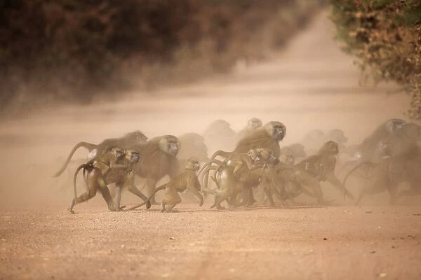 Guinea Baboon (Papio papio) adult males, adult females carrying babies and juveniles, group crossing dusty dirt road, Gambia