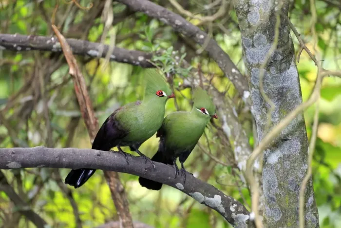 Framed Print : Guinea Turaco (Tauraco persa) adult pair, perched on branch (captive) Framed Print : Guinea Turaco (Tauraco persa) adult pair, perched on branch (captive)