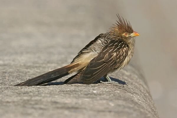 Guira Cuckoo (Guira guira) adult, standing on wall in city street, Buenos Aires, Argentina, july