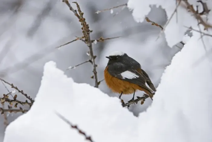 Framed Print : Guldenstadt's Redstart (Phoenicurus erythrogaster) adult male, perched on twig in snow, Kazbegi, Great Caucasus, Caucasus Mountains, Georgia, april Framed Print : Guldenstadt's Redstart (Phoenicurus erythrogaster) adult male, perched on twig in snow, Kazbegi, Great Caucasus, Caucasus Mountains, Georgia, april