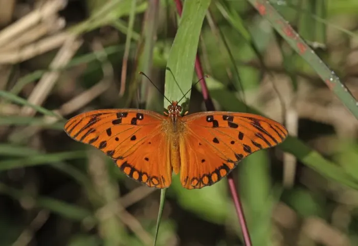 Framed Print : Gulf Fritillary (Agraulis vanillae insularis) adult, basking on grass, Linstead, Jamaica, December Framed Print : Gulf Fritillary (Agraulis vanillae insularis) adult, basking on grass, Linstead, Jamaica, December