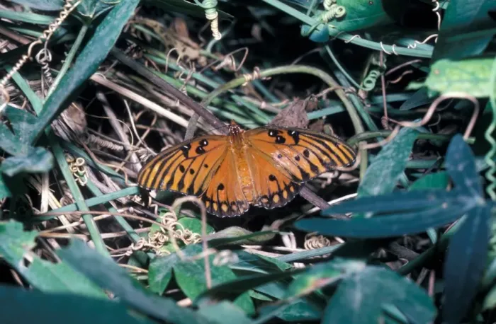 Framed Print : Gulf Fritillary (Dione vanillae) Female