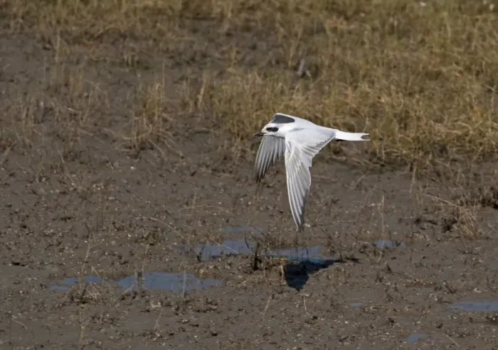Framed Print : Gull-billed Tern (Gelochelidon nilotica) adult, non-breeding plumage, in flight over mud, Cairns, Queensland, Australia Framed Print : Gull-billed Tern (Gelochelidon nilotica) adult, non-breeding plumage, in flight over mud, Cairns, Queensland, Australia