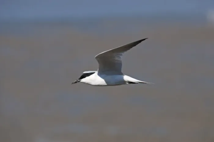 Framed Print : Gull-billed Tern (Gelochelidon nilotica) adult, breeding plumage, in flight, Queensland, Australia