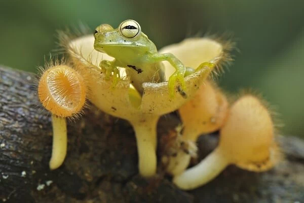 Gunther's Banded Treefrog (Hypsiboas fasciatus) subadult, emerging from cup-like mushroom, Los Amigos Biological Station, Madre de Dios, Amazonia, Peru