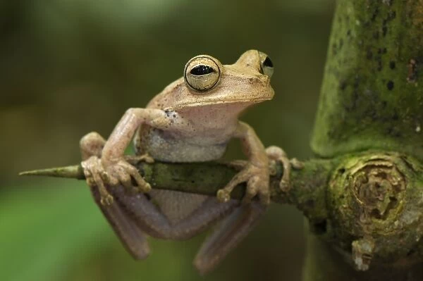 Gunthers Banded Treefrog (Hypsiboas fasciatus) adult, clinging to spine, Los Amigos Biological Station, Madre de Dios