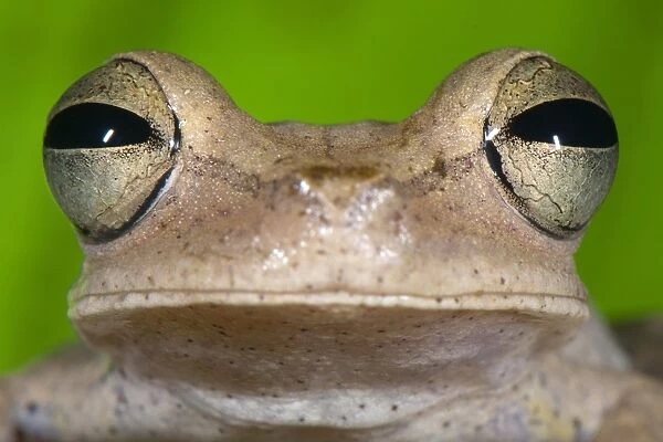 Gunthers Banded Treefrog (Hypsiboas fasciatus) adult, close-up of head, Los Amigos Biological Station, Madre de Dios