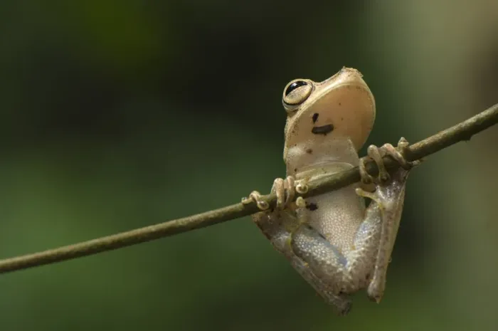 Framed Print : Gunther's Banded Treefrog (Hypsiboas fasciatus) adult, clinging to twig, Los Amigos Biological Station, Madre de Dios, Amazonia, Peru