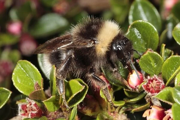 Gypsy Cuckoo Bumblebee (Bombus bohemicus) adult female, feeding on Wall Cotoneaster (Cotoneaster horizontalis) flowers in garden, Powys, Wales, may