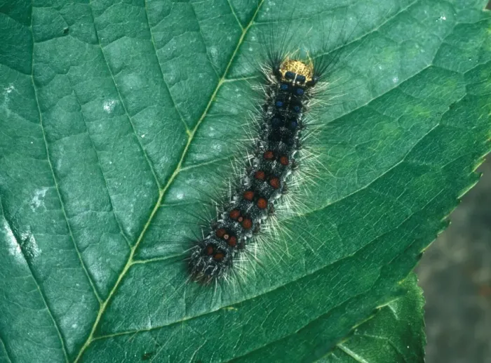 Framed Print : Gypsy Moth Larva (Lymantria dispar) On leaf Framed Print : Gypsy Moth Larva (Lymantria dispar) On leaf