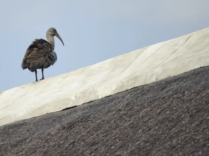 Framed Print : Hadada Ibis (Bostrychia hagedash) adult, standing on roof, Johannesburg, Gauteng, South Africa Framed Print : Hadada Ibis (Bostrychia hagedash) adult, standing on roof, Johannesburg, Gauteng, South Africa