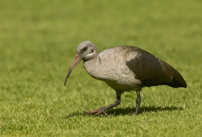 Framed Print : Hadada Ibis (Bostrychia hagedash) adult, walking on grass, Cape Town, Western Cape Province, South Africa, August Framed Print : Hadada Ibis (Bostrychia hagedash) adult, walking on grass, Cape Town, Western Cape Province, South Africa, August