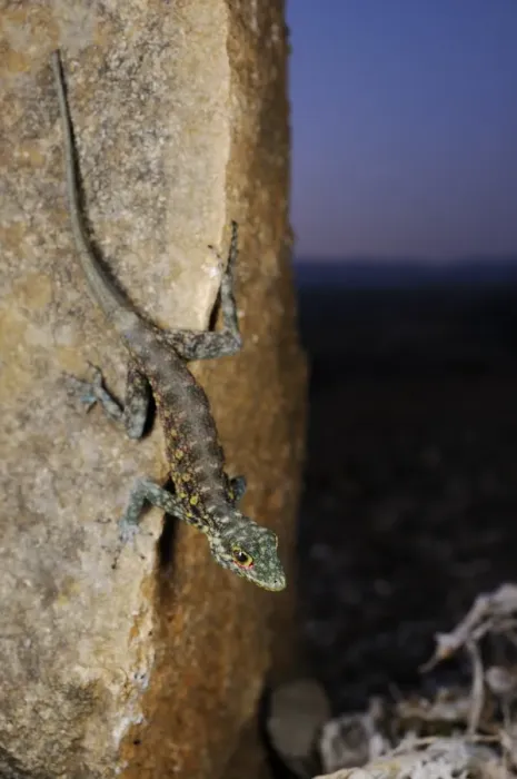 Framed Print : Haggier Massif Rock Gecko (Pristurus insignoides) adult, on rock in desert at night, Socotra, Yemen, march Framed Print : Haggier Massif Rock Gecko (Pristurus insignoides) adult, on rock in desert at night, Socotra, Yemen, march
