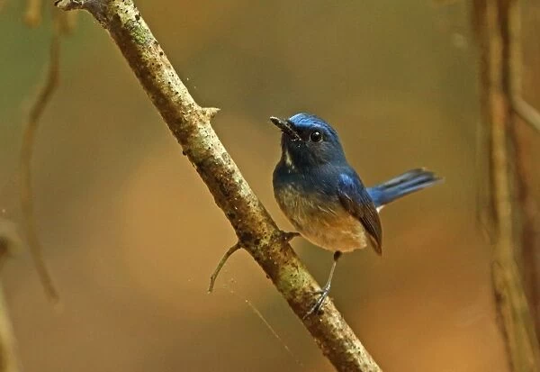 Hainan Blue-flycatcher (Cyornis hainanus) adult male, perched on branch, Angkor Wat, Siem Reap, Cambodia, January
