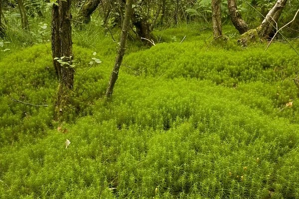 Hair Moss (Polytrichum sp. ) understory in Birch (Betula sp. ) scrub woodland on former coal mine site