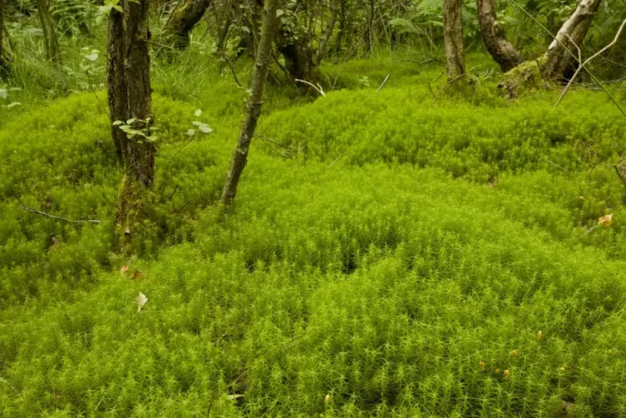 Framed Print : Hair Moss (Polytrichum sp. ) understory in Birch (Betula sp. ) scrub woodland on former coal mine site Framed Print : Hair Moss (Polytrichum sp. ) understory in Birch (Betula sp. ) scrub woodland on former coal mine site