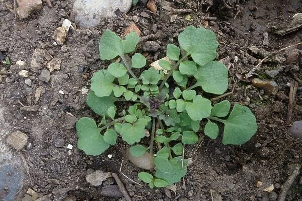 Hairy bittercress, Cardamine hirsuta, young plant rosette, common garden weed
