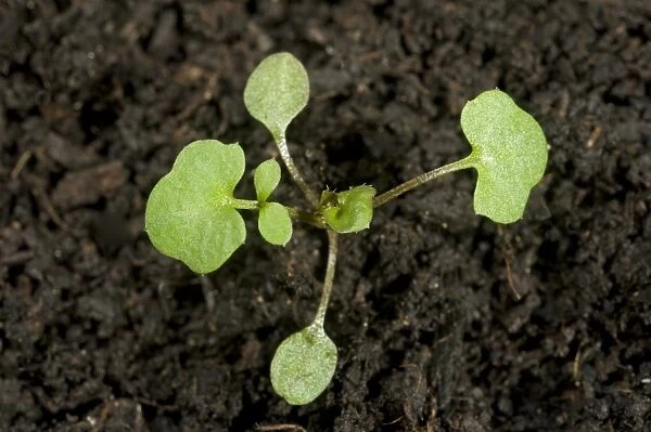 Hairy bittercress, Cardamine hirsuta, seedling with two early true leaves and cotyledons