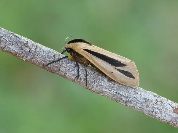 Hairy Caterpillar Moth (Creatonotos gangis) adult female, resting on stick, Western Australia, Australia