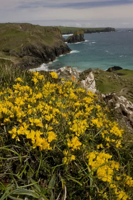 Framed Print : Hairy Greenweed (Genista pilosa) flowering, growing in clifftop habitat, The Lizard, Cornwall, England, may Framed Print : Hairy Greenweed (Genista pilosa) flowering, growing in clifftop habitat, The Lizard, Cornwall, England, may