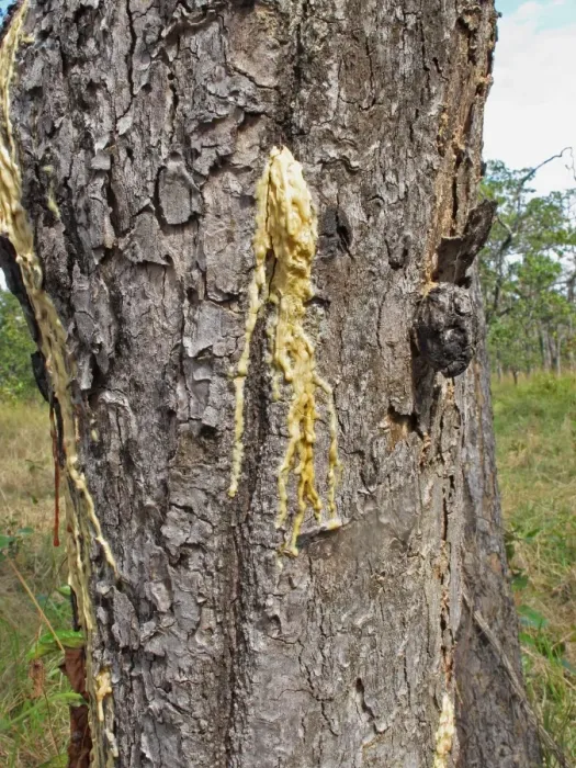 Framed Print : Hairy-leafed Apitong (Dipterocarpus alatus) close-up of trunk, with resin escaping naturally, Prey Veng, Cambodia Framed Print : Hairy-leafed Apitong (Dipterocarpus alatus) close-up of trunk, with resin escaping naturally, Prey Veng, Cambodia