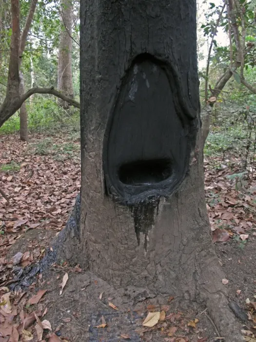 Framed Print : Hairy-leafed Apitong (Dipterocarpus alatus) close-up of trunk, with fire hole cut into trunk for burning out resin