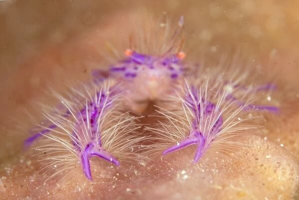 Hairy Squat Lobster (Lauriea siagiani) adult, close-up of claws, resting in Barrel Sponge (Xestospongia tertudinaria)