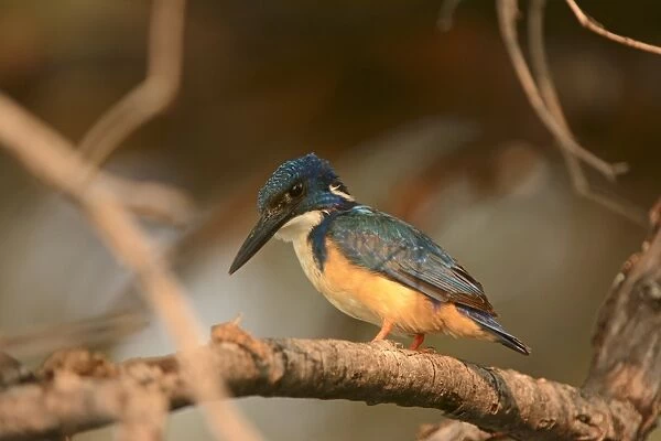 Half-collared Kingfisher (Alcedo semitorquata) adult, perched on branch, Kafue N. P. Zambia, September