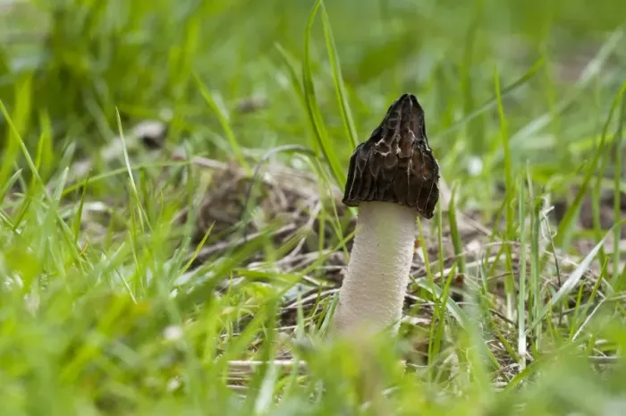 Framed Print : Half-free Morel (Mitrophora semilibera) fruiting body, growing in grass, Rutland Water, Leicestershire, England, april Framed Print : Half-free Morel (Mitrophora semilibera) fruiting body, growing in grass, Rutland Water, Leicestershire, England, april