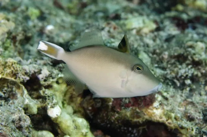 Framed Print : Halfmoon Triggerfish (Sufflamen chrysopterum) juvenile, swimming, Tanjung Mamau, Wetar Island, Barat Daya Islands Framed Print : Halfmoon Triggerfish (Sufflamen chrysopterum) juvenile, swimming, Tanjung Mamau, Wetar Island, Barat Daya Islands