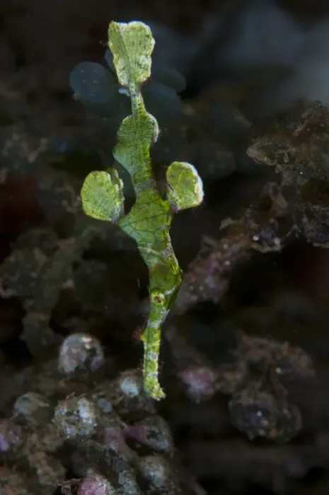 Framed Print : Halimeda Ghostpipefish (Solenostomus hamileda) adult, swimming, Bunaken, Manado, Northeast Sulawesi, Indonesia Framed Print : Halimeda Ghostpipefish (Solenostomus hamileda) adult, swimming, Bunaken, Manado, Northeast Sulawesi, Indonesia