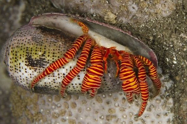 Halloween Hermit Crab (Ciliopagurus strigatus) adult, in empty Cone Shell (Conus sp. ), Lembeh Straits, Sulawesi