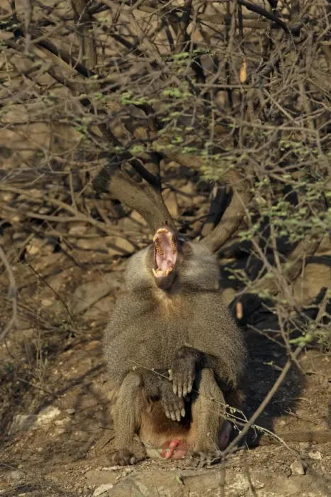 Framed Print : Hamadryas Baboon (Papio hamadryas) adult male, yawning, near Bilen Hot Springs, Ethiopia Framed Print : Hamadryas Baboon (Papio hamadryas) adult male, yawning, near Bilen Hot Springs, Ethiopia