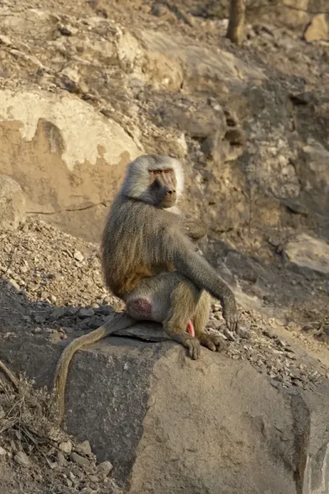Framed Print : Hamadryas Baboon (Papio hamadryas) adult male, sitting on rock, near Bilen Hot Springs, Ethiopia