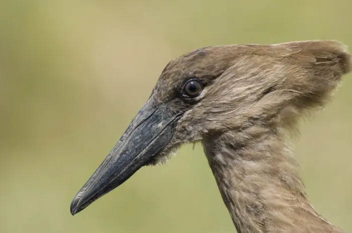 Framed Print : Hamerkop (Scopus umbretta) adult, close-up of head, Masai Mara, Kenya Framed Print : Hamerkop (Scopus umbretta) adult, close-up of head, Masai Mara, Kenya