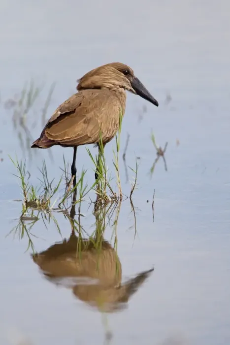 Framed Print : Hamerkop (Scopus umbretta) adult, standing in water with reflection, Savute, Chobe N. P. Botswana Framed Print : Hamerkop (Scopus umbretta) adult, standing in water with reflection, Savute, Chobe N. P. Botswana