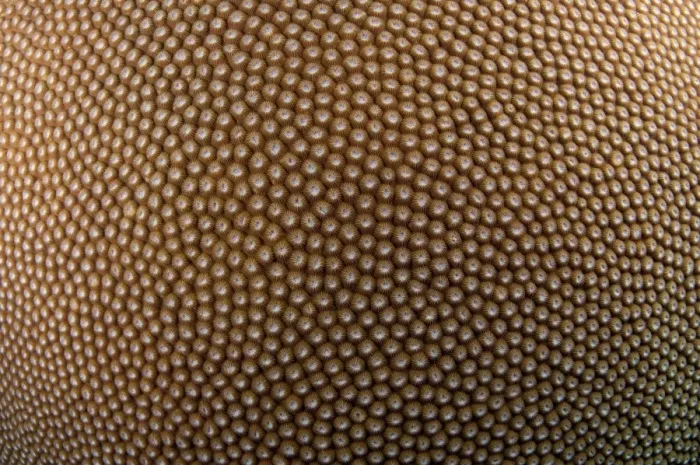 Framed Print : Hard Coral (Diploastrea heliopora) calyces, Tutuntute, Wetar Island, Barat Daya Islands, Lesser Sunda Islands, Maluku Province, Indonesia Framed Print : Hard Coral (Diploastrea heliopora) calyces, Tutuntute, Wetar Island, Barat Daya Islands, Lesser Sunda Islands, Maluku Province, Indonesia